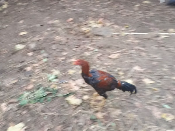 Chickens