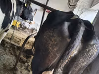母牛, Russian Black pied cattle — 照片 2