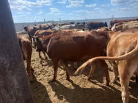 Cow, Red Steppe Cow — photo 1