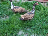 Ducks — Foto 1