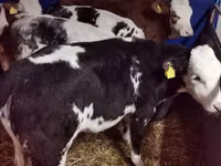 Бух, Simmental cattle — 4 зураг