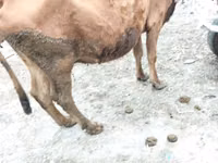 母牛, Cattle — 照片 3