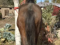 公马, Kyrgyz Horse — 照片 4
