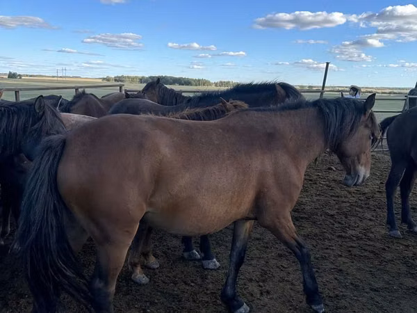 Yegua, Kazakh horse