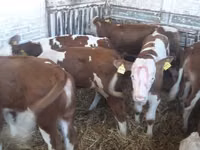 Rinder (Partie, Geschlecht nicht angegeben), Simmental cattle — Foto 2