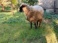 Schaf, Schafe — Foto 2