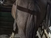 Yegua, Caballos — foto 1