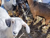 عنزة, Saanen goat — الصورة 3