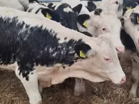 मवेशी (लॉट, लिंग निर्दिष्ट नहीं), Simmental cattle — फ़ोटो 4