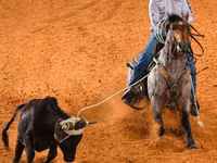 घोड़ी, Quarter Horse — फ़ोटो 7