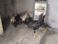 Chickens — फ़ोटो 3