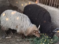 نعجة, Racka sheep — الصورة 1