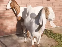 बकरी, Nubian Goat — फ़ोटो 2