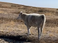Cow, Auliekol breed — photo 3