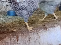 Slovenian Barred Hen — photo 1