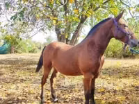 Horse (M), Nonius horse — photo 3