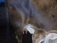 母牛, Cattle — 照片 5