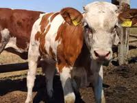 公牛, Holstein breed — 照片 1