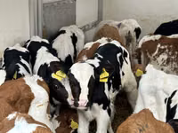 أبقار (دفعة، الجنس غير محدد), Simmental cattle — الصورة 3