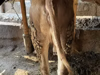 Bulle, Simmental cattle — Foto 4