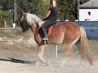 Адуу, Gypsy horse — 4 зураг