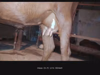 母牛, Cattle — 照片 2
