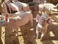 Sow, Pigs — photo 2