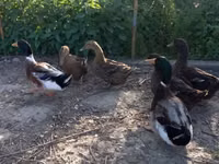 Ducks — photo 2