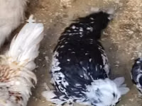 Chickens — 2 зураг