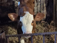 Bulle, Simmental cattle — Foto 7