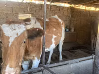 بقرة, Simmental cattle — الصورة 4