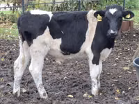 牛只（批次，未指定性别）, Cattle — 照片 3