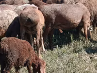 Schaf, Arashan sheep — Foto 2