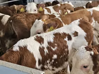 Bulle, Simmental cattle — Foto 5