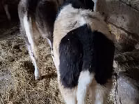 牛只（批次，未指定性别）, Cattle — 照片 2