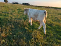Bull, Cattle — photo 1