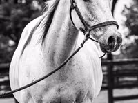 घोड़ा, National Show Horse — फ़ोटो 4