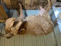 母山羊, Saanen goat — 照片 1