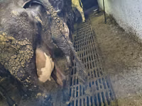 母牛, Russian Black pied cattle — 照片 1
