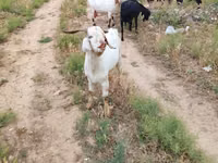عنزة, الماعز — الصورة 5