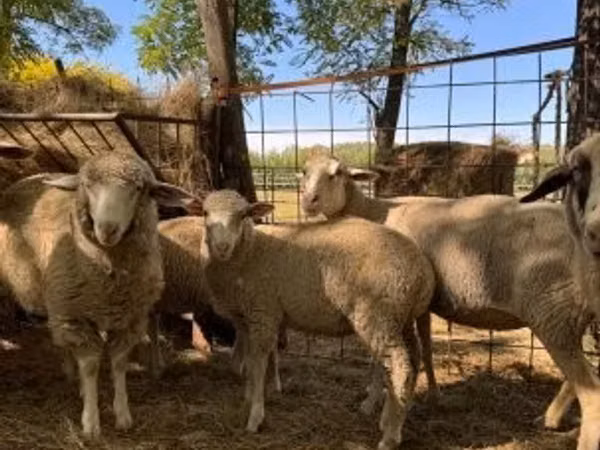 Хонь (бүлэг, хүйс заагаагүй), Ile-de-France sheep
