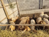 Schaf, Schafe — Foto 2