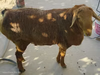 Ram, Sheep — photo 1