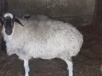 Oveja, Afghan Arabi sheep — foto 2