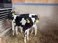 牛只（批次，未指定性别）, Simmental cattle — 照片 6