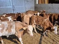 Toro, Simmental cattle — foto 5