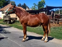 公马, Horses — 照片 5