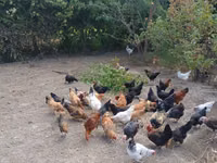 Chickens — foto 3