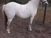 Yegua, Falabella — foto 1