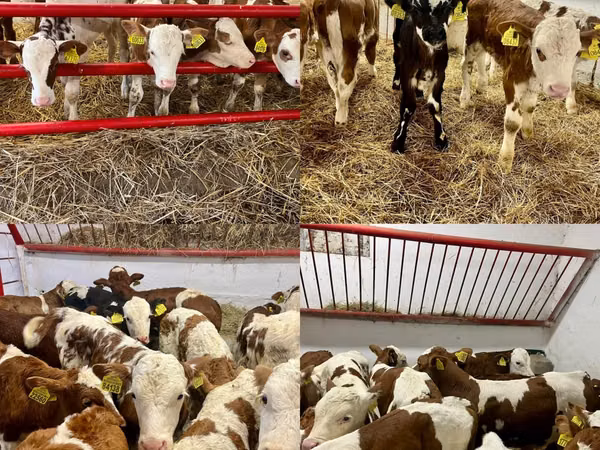 Cattle (batch, sex not specified), Cattle